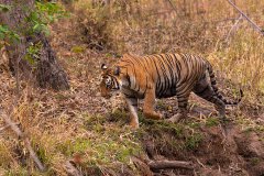 Tadoba.-2021-741