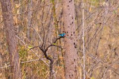 Tadoba.-2021-746
