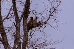 Tadoba.-2021-747