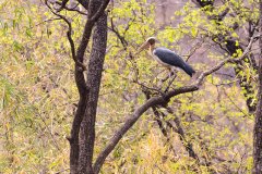 Tadoba.-2021-788