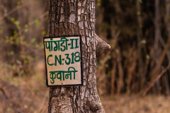 Tadoba.-2021-791