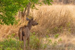 Tadoba.-2021-94