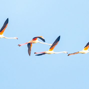 Camping + Photography at Bhigwan Bird Sanctuary