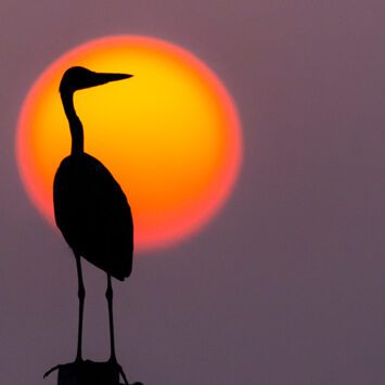 Wildlife – Birdwatching – Camping 2021