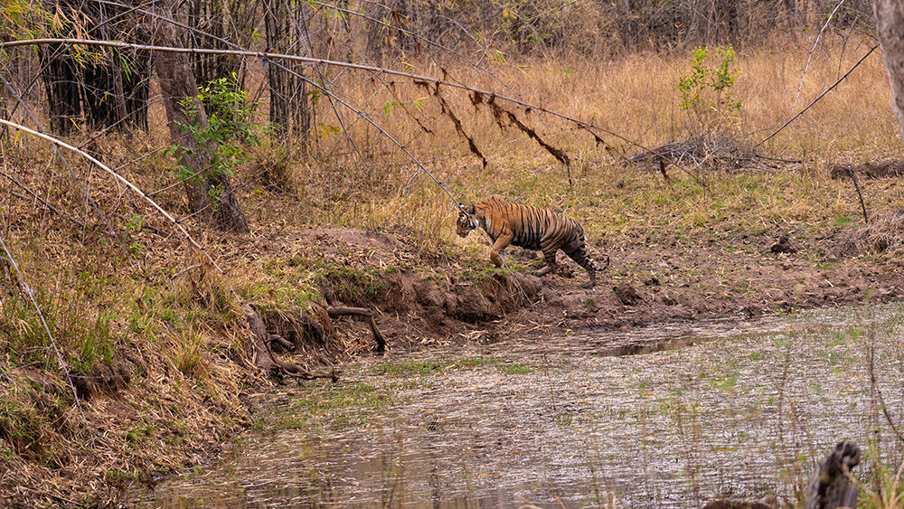 Bengal Tiger at Tadoba