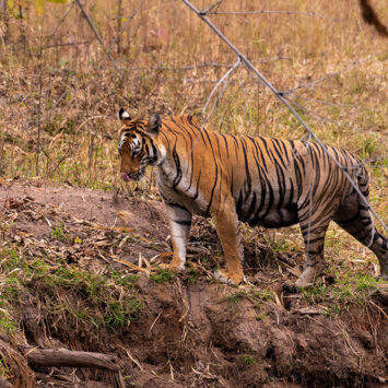 How to Visit Tadoba Tiger Reserve: All You Need To Know