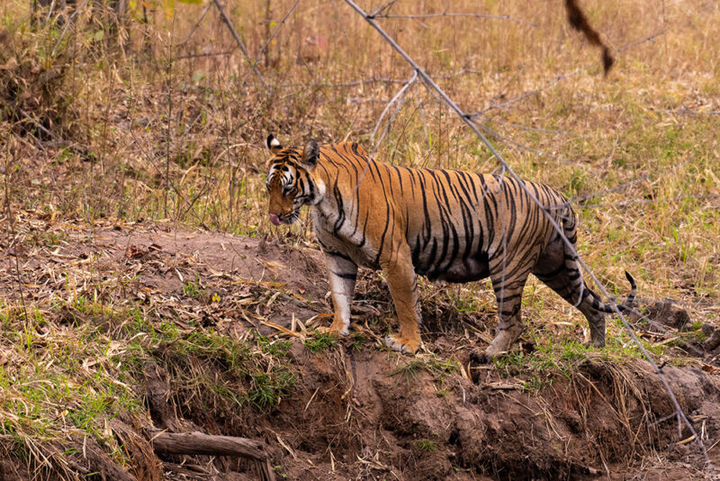 How to Visit Tadoba Tiger Reserve: All You Need To Know
